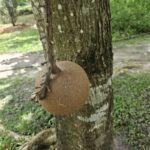 A tree with a brown ball hanging from it.