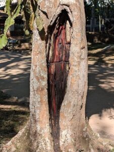 A tree with a large hole in it, with a red substance inside.