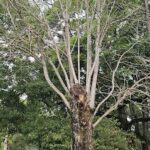 A tree with a large knot on it.