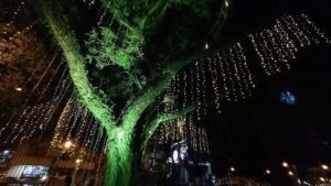 A tree with lights on it, surrounded by buildings.