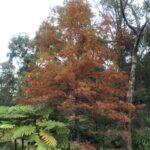 A tree with orange leaves stands in front of a fern plant.