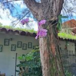 A tree with purple flowers hanging from it.