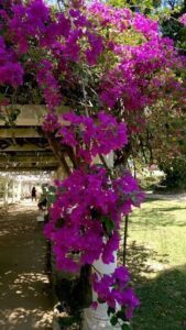 A tree with purple flowers is seen in the sunlight.