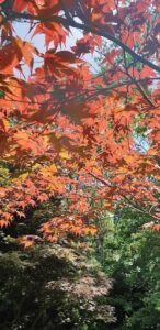 A tree with red leaves in the sunlight.