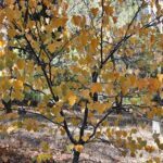 A tree with yellow leaves in a forest.
