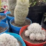 A variety of cacti are displayed in different colored pots, showcasing their unique features and textures.