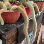 A variety of cacti are displayed in pots, with some of the plants having long, thin stems.