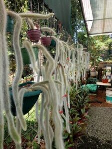 A variety of cacti are hanging from a wire fence, creating a unique and eye-catching display.