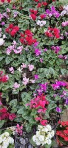 A variety of colorful flowers are displayed in a garden setting.