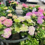 A variety of colorful flowers are displayed in pots, creating a vibrant and eye-catching display.