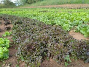 A variety of leafy greens are growing in a field, including lettuce, spinach, and kale.