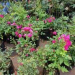 A variety of pink flowers are displayed in black pots, creating a visually appealing arrangement.