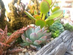 A variety of plants are displayed in a pot, including a cactus and a succulent.