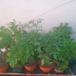 A variety of plants are displayed in pots, including a banana tree, a palm tree, and a tree with green leaves.