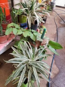 A variety of plants are displayed in pots, including a green plant with a long leaf.