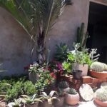 A variety of plants are displayed in pots, including a palm tree, cactus, and flowers.