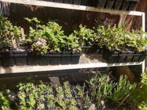 A variety of plants are displayed on a shelf, including a potted plant with a pink flower.