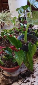 A variety of plants are growing in different pots, with some plants being larger than others.