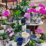 A variety of potted plants and vases are displayed in a store, showcasing a diverse selection of flowers and decorative items.