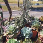 A variety of potted plants are displayed in a garden, including a cactus and a succulent.