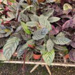A variety of potted plants are displayed in a garden shop, including a large plant with green and pink leaves.