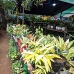 A variety of potted plants are displayed in a garden shop, with some plants being placed in a black pot.
