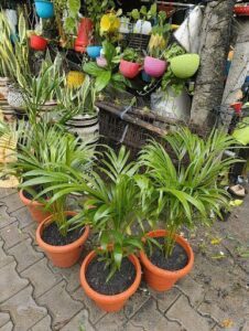 A variety of potted plants are displayed in front of a building.