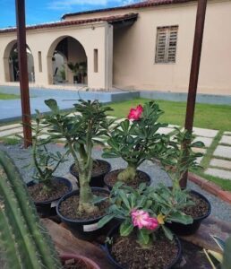 A variety of potted plants are displayed in front of a building, including a plant with a pink flower.