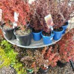 A variety of potted plants are displayed on a metal rack, showcasing their vibrant colors and diverse foliage.