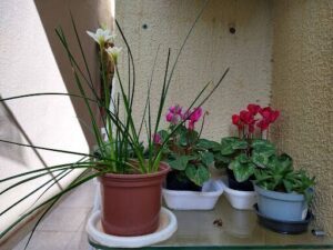 A variety of potted plants are displayed on a table, including a red flower plant and a green plant.