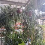 A variety of potted plants are hanging from the ceiling, creating a unique and lush atmosphere.