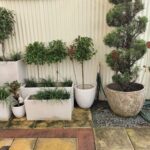 A variety of potted plants are lined up against a wall, creating a beautiful garden display.