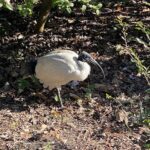 A white bird with a black beak stands in the dirt.