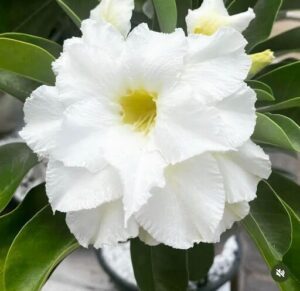 A white flower with green leaves in a vase.