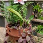 A white flower with pink petals is growing in a pot.