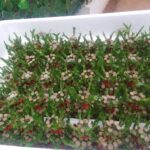 A white plastic container filled with green plants and red ribbons.