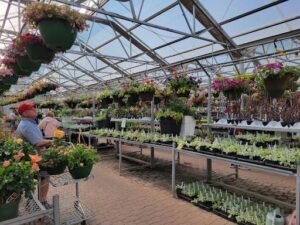 A woman is shopping for flowers in a greenhouse filled with various potted plants.