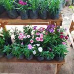 A wooden table with a variety of potted plants, including purple and pink flowers, is displayed for sale.