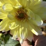 A yellow flower with a green stem is held in a hand.
