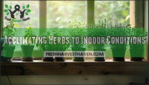 acclimating herbs to indoor conditions