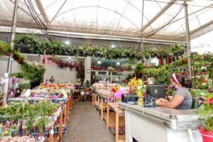 Agroflores Salvador