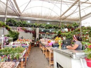 Agroflores Salvador