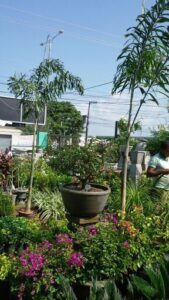 Agrovida Jardins - Grama, Viveiro de Plantas