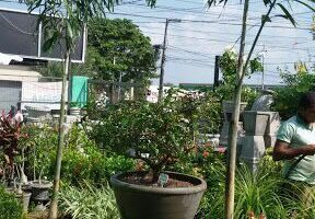 Agrovida Jardins - Grama, Viveiro de Plantas