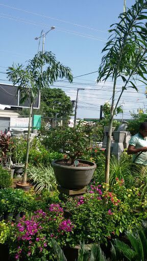 Agrovida Jardins - Grama, Viveiro de Plantas