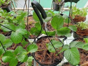 Ahorta Jardim Sensorial e Afetivo