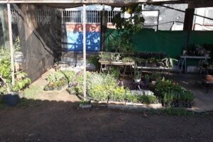 Alamandas Garden