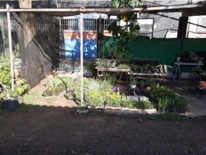 Alamandas Garden