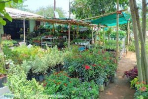 Ama Garden Nursery