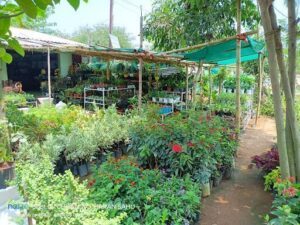Ama Garden Nursery